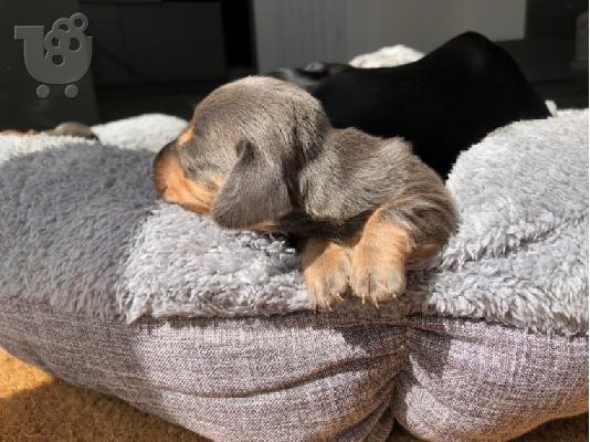 AKC Dachshunds